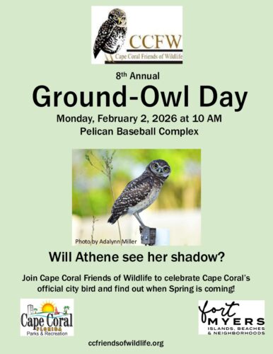 Cape Coral Friends of Wildlife to host annual Ground Owl Day Feb. 2